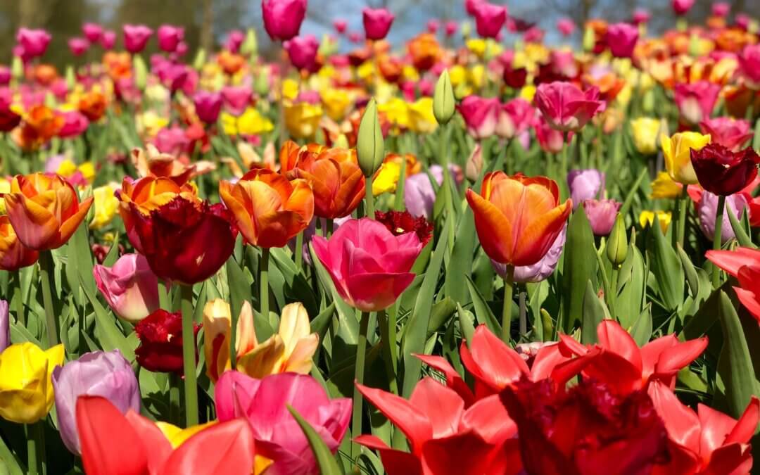 Amsterdam Tulips: 7 Best Ways to Experience Holland’s Favorite Flower