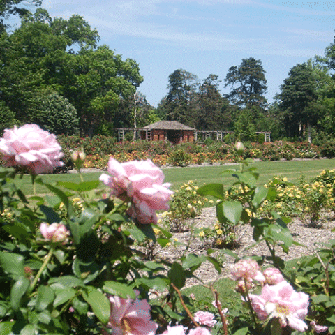 willrogers0 5a9cf8e9 5056 a36a 0613515b4a00e9f0